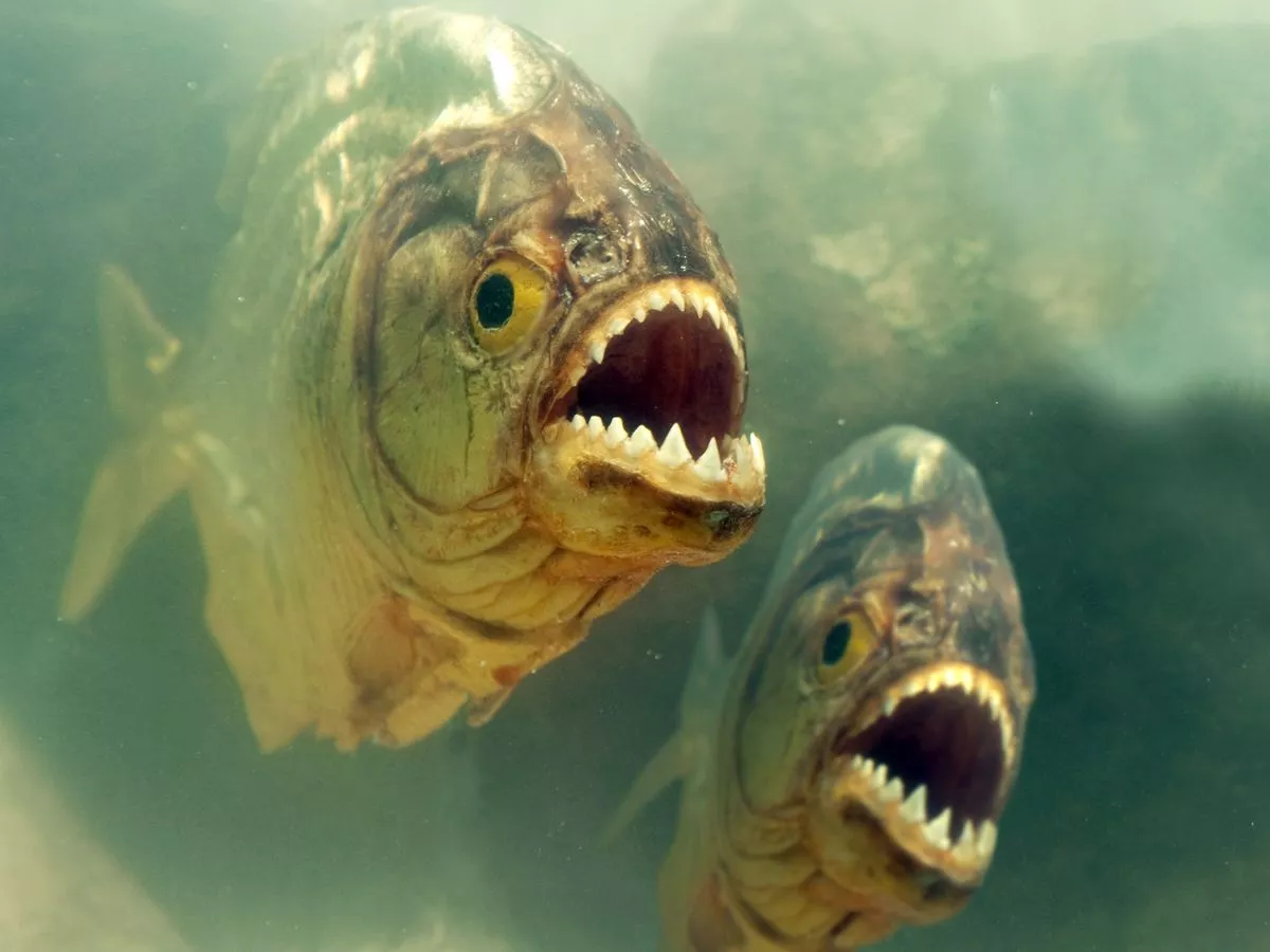 Piranhas carnivori nel fiume