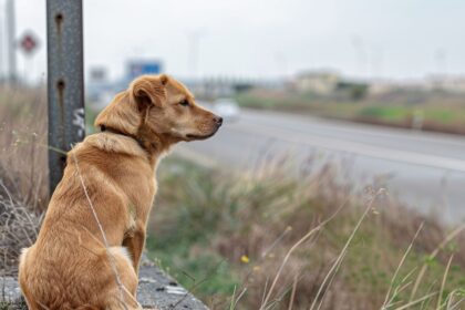 Cane abbandonato o randagio sul ciglio della strada