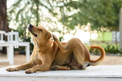 Anche Fido Odia l'Estate: Guida alla Profilassi Canina Tutto l'Anno