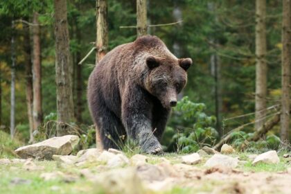 L'Orsa Kj1 accusata di aver aggredito un turista francese in Trentino