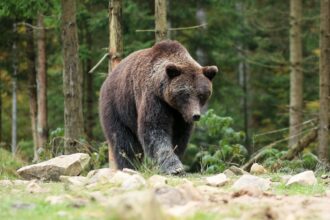 Trentino, mamma con tre bambini 'sfiorata' da un'orsa a Molveno. Con lei anche i cuccioli