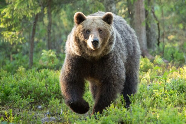 Turista Aggredito da Orso in Trentino: La Paura Corre nei Boschi