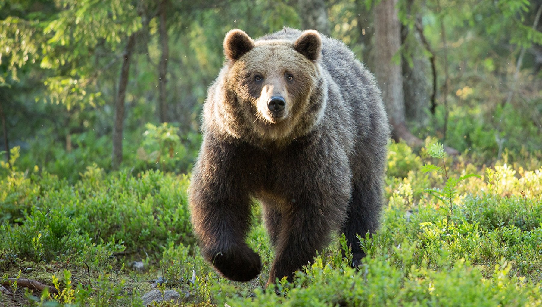 Turista Aggredito da Orso in Trentino: La Paura Corre nei Boschi