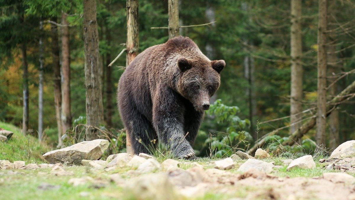 Trentino, mamma con tre bambini 'sfiorata' da un'orsa a Molveno. Con lei anche i cuccioli