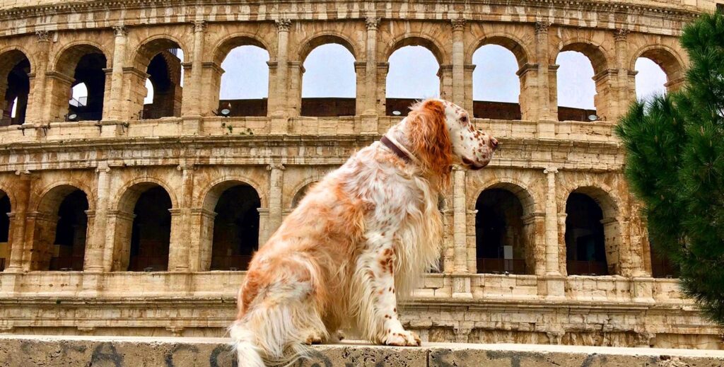 Cane Vista Colosseo - Roma