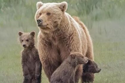 L'Orsa Kj1 con i suoi 3 cuccioli - Trentino