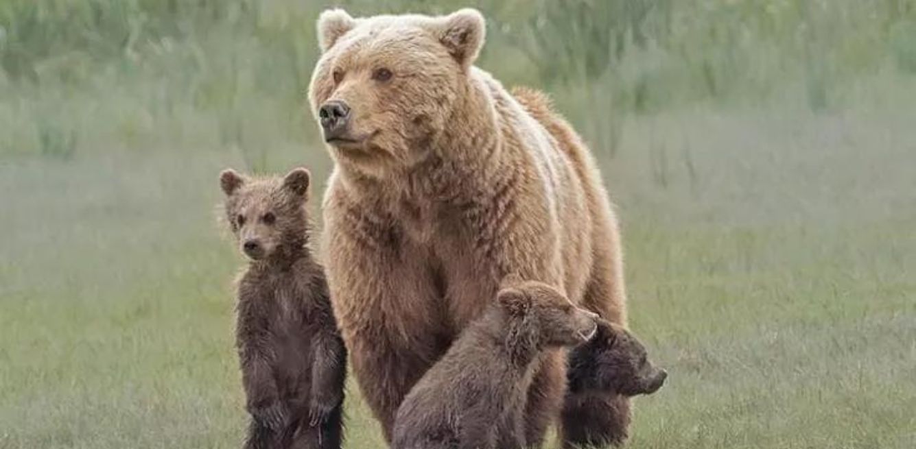 L'Orsa Kj1 con i suoi 3 cuccioli - Trentino