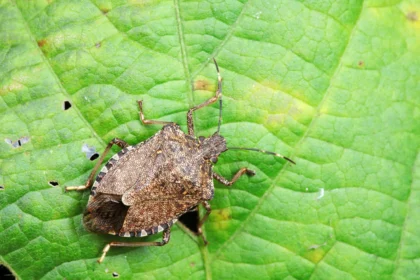 Cimice asiatica (Halyomorpha halys) su una foglia verde.