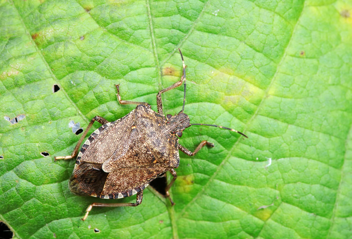 Cimice asiatica (Halyomorpha halys) su una foglia verde.